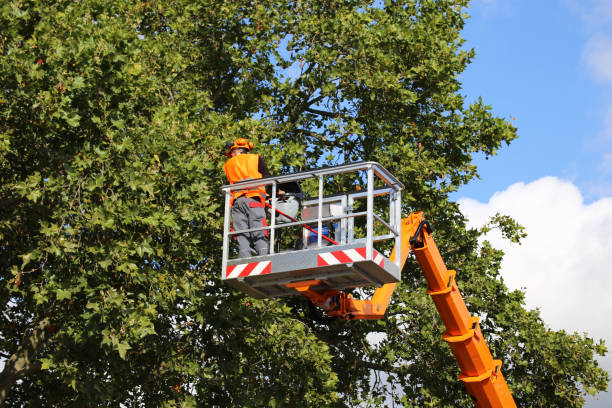 How Our Tree Care Process Works  in  West Liberty, WV